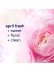 画像5: 【Downy/ダウニー】ドライヤーシート(105枚入り)：エイプリルフレッシュ
