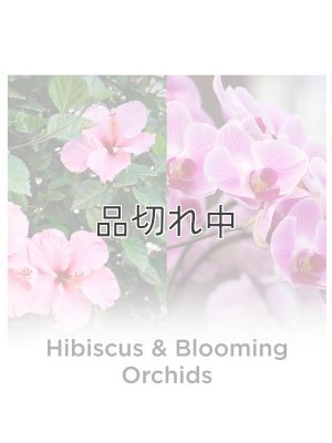 画像2: 【エアーウィック】プラグインオイルリフィル(5個入)：ハイビスカス＆ブルーミングオーキッド