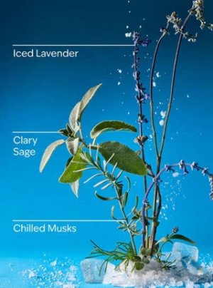 画像2: 【Bath&BodyWorks】Wallflowers詰替リフィル：アイスブルーラベンダー