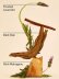 画像2: 【Bath&BodyWorks】Wallflowers詰替リフィル：マホガニーティークウッド (2)