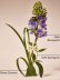 画像2: 【Bath&BodyWorks】Wallflowers詰替リフィル：フレッシュカットライラック (2)