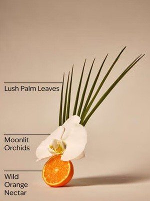 画像2: 【Bath&BodyWorks】Wallflowers詰替リフィル：キャノピードリームズ