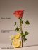 画像3: 【Bath&BodyWorks】Wallflowers詰替リフィル(2個入り)：ローズウォーター＆アイビー (3)