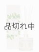 画像: 【Green Oasis】リードディフューザー：ウォーターミント